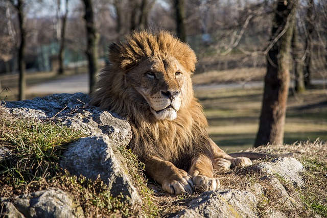 lev vo ZOO parku.jpg